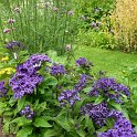 Heliotropium arborescens 'Marine' (2)